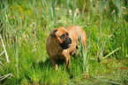 standing Bullmastiff
