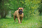 walking Bullmastiff