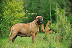 standing Bullmastiff