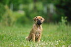 Bullmastiff Puppy