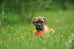 Bullmastiff Puppy