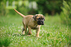 Bullmastiff Puppy