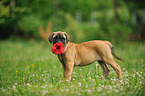Bullmastiff Puppy