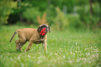 Bullmastiff Puppy