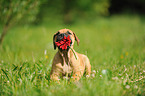 Bullmastiff Puppy
