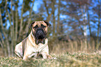 lying Bullmastiff
