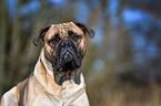 Bullmastiff Portrait