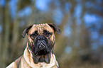 Bullmastiff Portrait