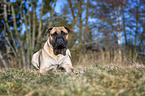 lying Bullmastiff