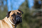 Bullmastiff Portrait