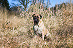 sitting Bullmastiff