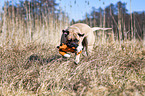 playing Bullmastiff