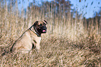 sitting Bullmastiff