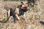 running Bullmastiff