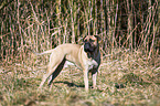 Bullmastiff