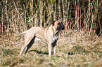 Bullmastiff