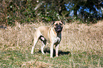 Bullmastiff