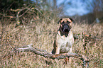 sitting Bullmastiff