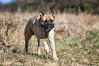 running Bullmastiff