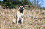 sitting Bullmastiff