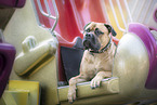 lying Bullmastiff