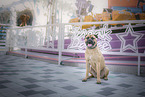 sitting Bullmastiff