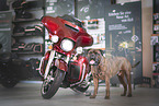 Bullmastiff