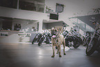 Bullmastiff