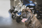 Bullmastiff Portrait