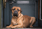 Bullmastiff