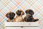 Bullmastiff Puppies