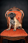 Bullmastiff Puppy