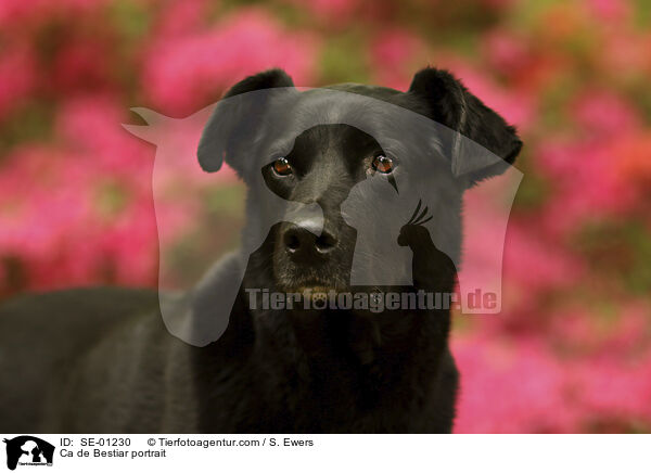 Mallorca Schferhund Portrait / Ca de Bestiar portrait / SE-01230