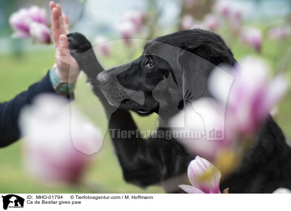 Ca de Bestiar gibt Pftchen / Ca de Bestiar gives paw / MHO-01794