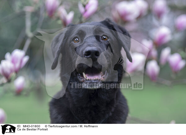 Ca de Bestiar Portrait / Ca de Bestiar Portrait / MHO-01800