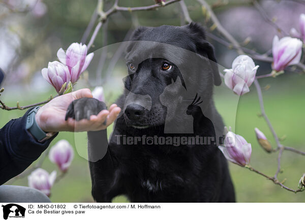 Ca de Bestiar gibt Pftchen / Ca de Bestiar gives paw / MHO-01802