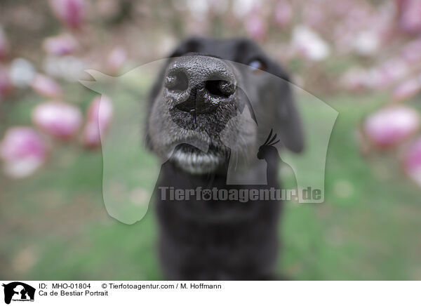 Ca de Bestiar Portrait / MHO-01804