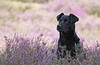 Ca de Bestiar portrait