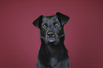 Ca de Bestiar portrait