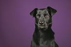 Ca de Bestiar portrait