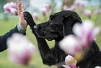 Ca de Bestiar gives paw