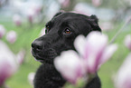 Ca de Bestiar Portrait