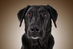 Ca de Bestiar Portrait