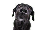 Ca de Bestiar Portrait
