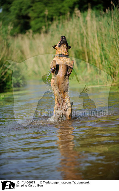 jumping Ca de Bou / YJ-06677