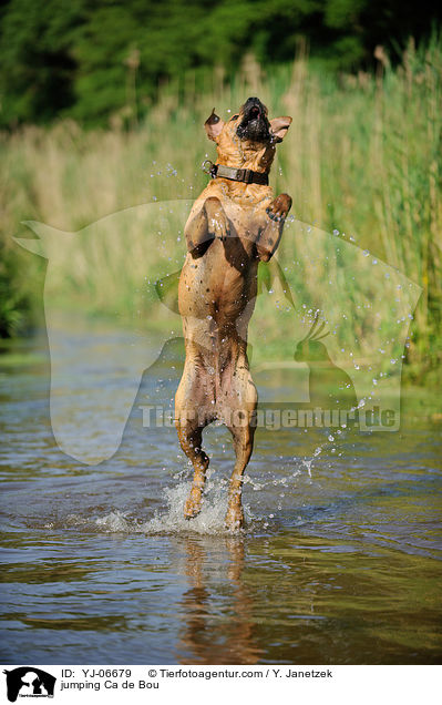 springender Ca de Bou / jumping Ca de Bou / YJ-06679