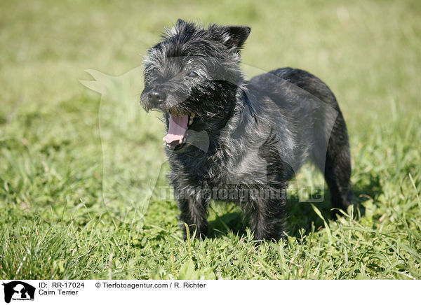 Cairn Terrier / RR-17024