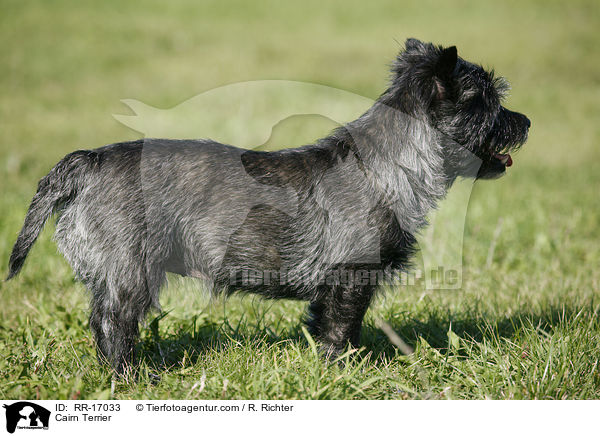 Cairn Terrier / Cairn Terrier / RR-17033