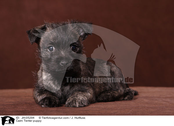 Cairn Terrier puppy / JH-05294