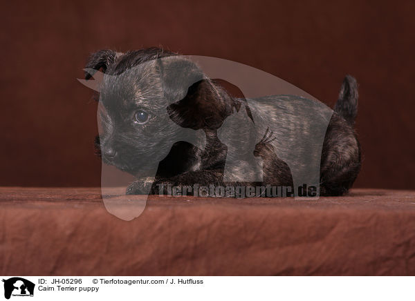 Cairn Terrier puppy / JH-05296